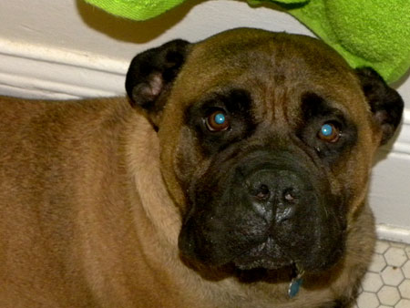 Bullmastiff