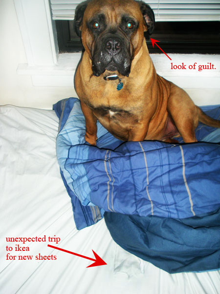 bullmastiff