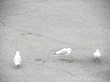 Seagulls in Minnesota