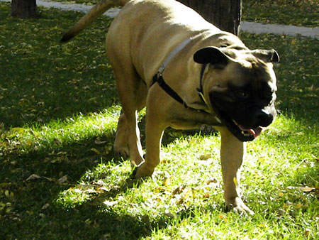 bullmastiff