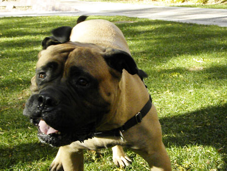 bullmastiff shaking