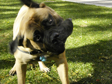 bullmastiff shaking