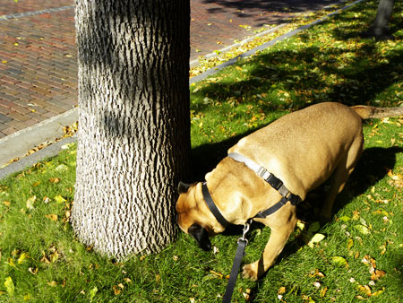 bullmastiff