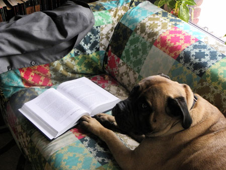 Dog and textbook