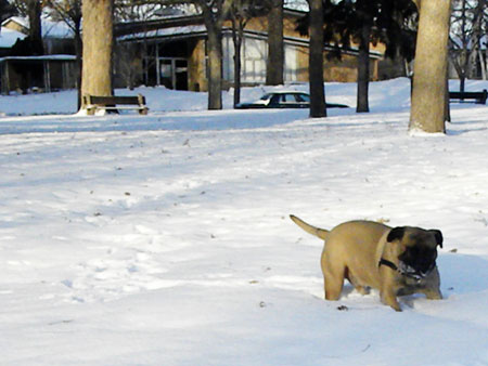 dog in snow