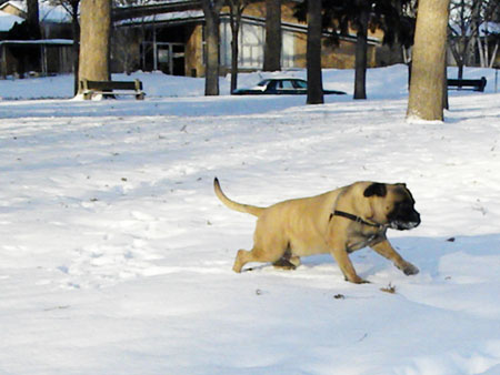 dog in snow