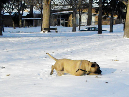 dog in snow