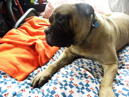 bullmastiff