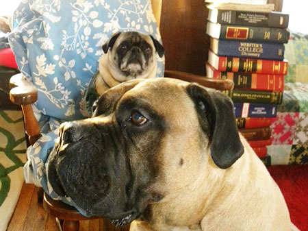 Pug and Bullmastiff