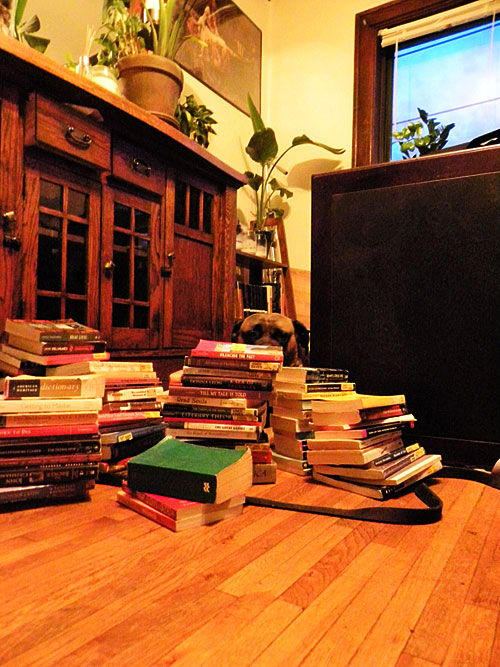 Bullmastiff with books