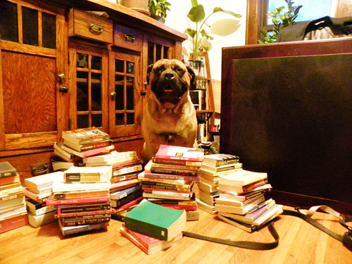 Bullmastiff with books