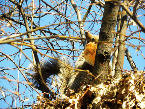 Squirrel in tree