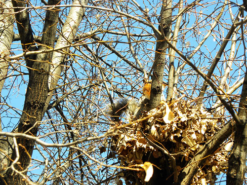 Squirrel in tree