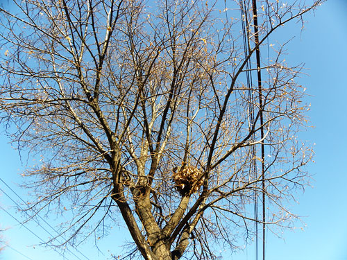 Squirrel in tree