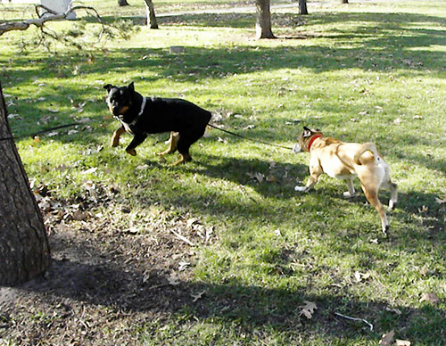 Rottweiler and Pitbull Terrier