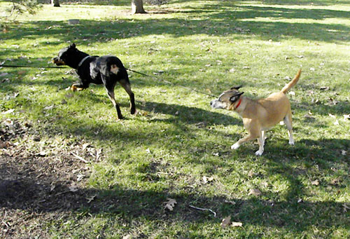 Rottweiler and Pitbull Terrier