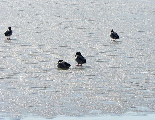 Ice Thaw on Lake of the Isles