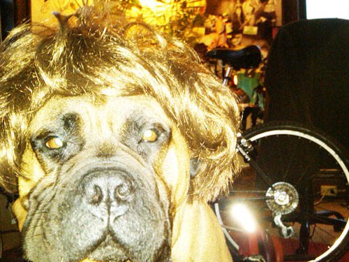 dog with wig