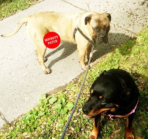 bullmastiff and rottweiler