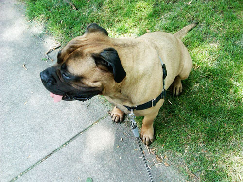 bullmastiff