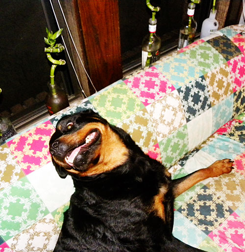 goofy rottweiler