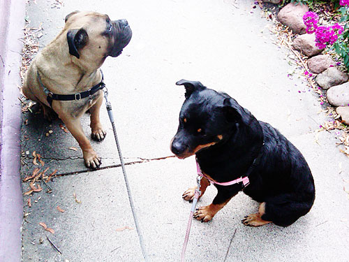 rottweiler and bullmastiff