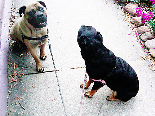 rottweiler and bullmastiff