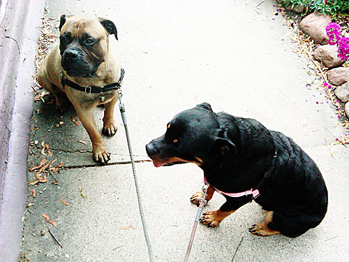 rottweiler and bullmastiff