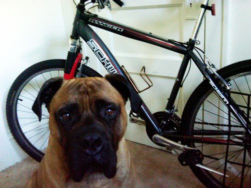 Bullmastiff and bike