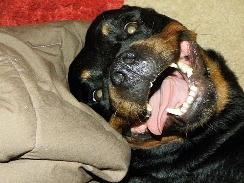 crazy rottweiler