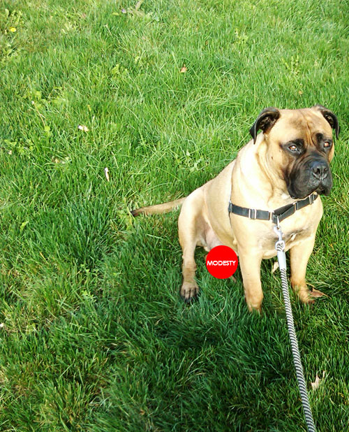 Harley Bullmastiff