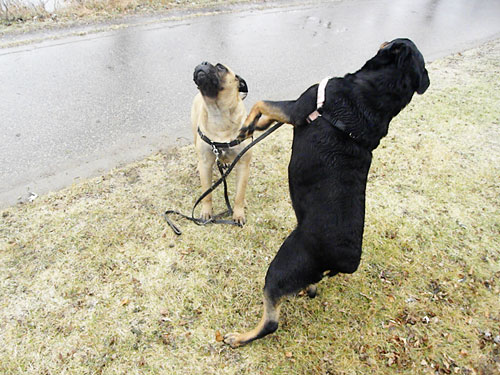 Rottweiler and bullmastiff