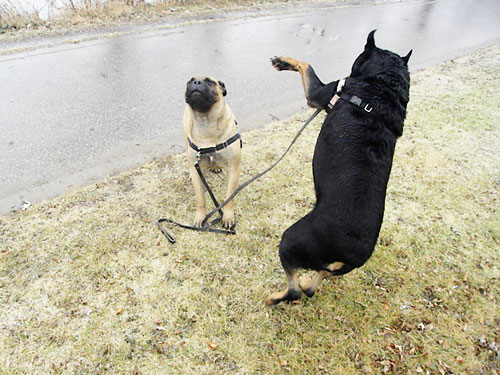 Rottweiler and bullmastiff