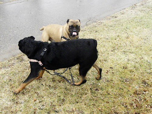 Rottweiler and bullmastiff