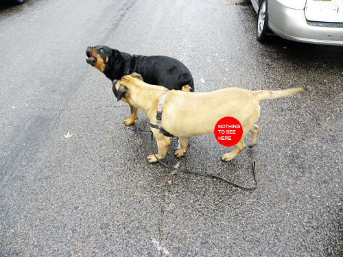 bullmastiff rottweiler