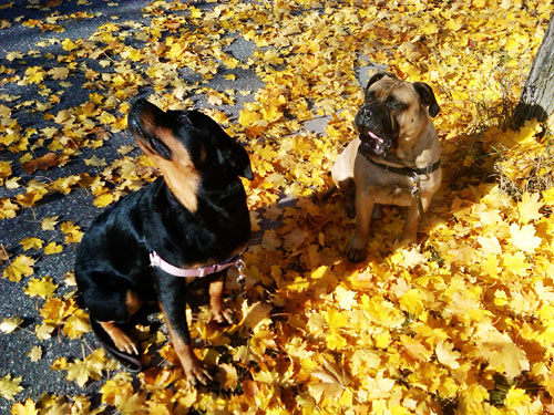 dogs in leaves