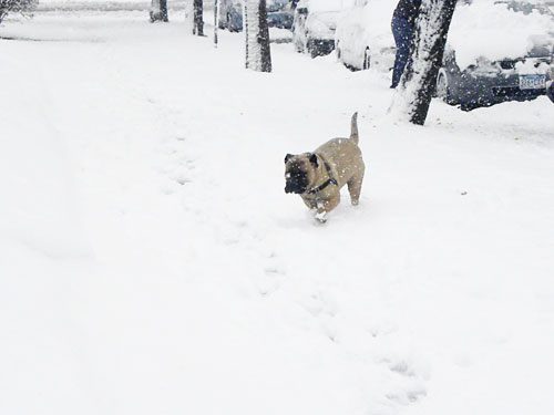 bullmastiff in snow