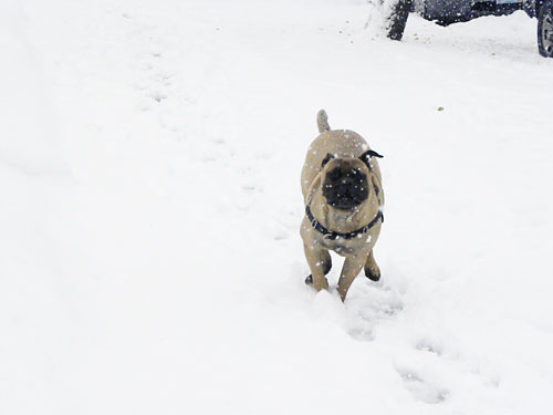 bullmastiff in snow