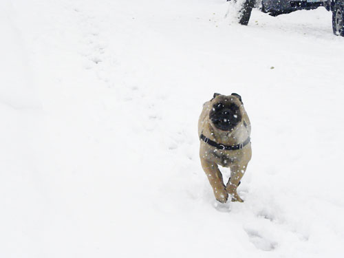 bullmastiff in snow