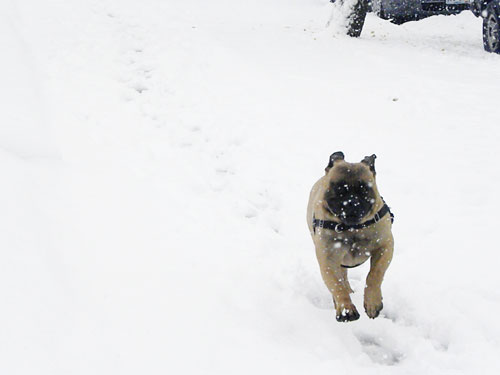 bullmastiff in snow