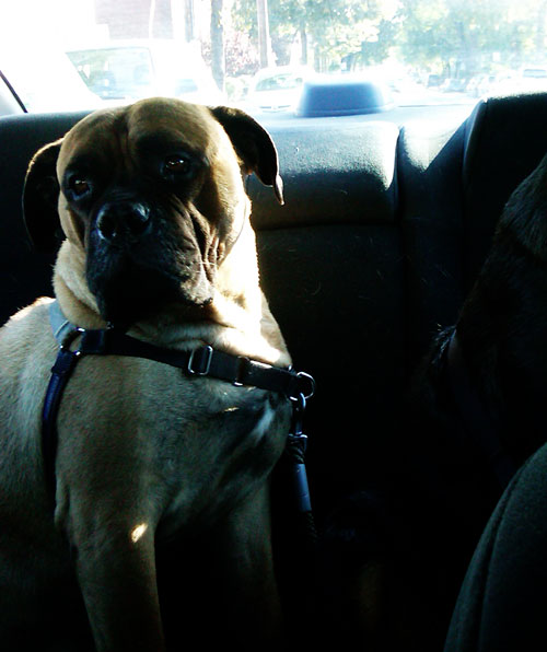 bullmastiff