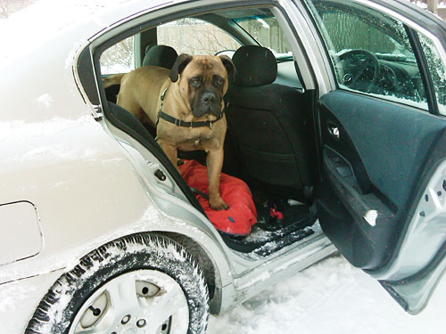 mastiff and rottweiler