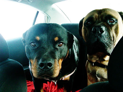 mastiff and rottweiler