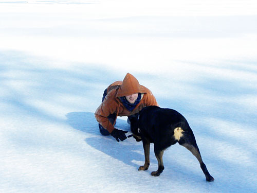 rottweiler frozen lake