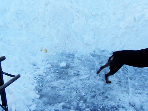 rottweiler snow