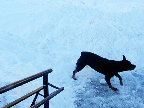 rottweiler snow