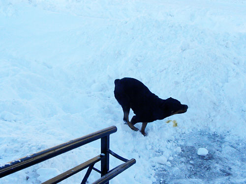 rottweiler snow