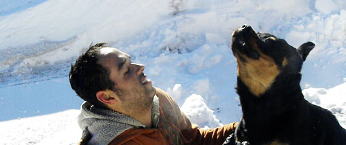 rottweiler shaking in snow