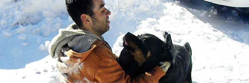 rottweiler shaking in snow