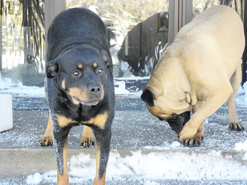 patient dogs